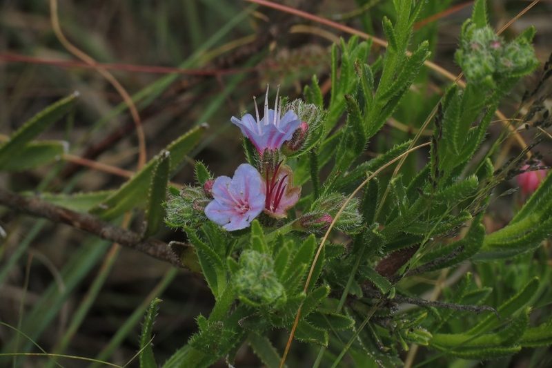 Lobostemon paniculatus, photographed by Brian du Preez