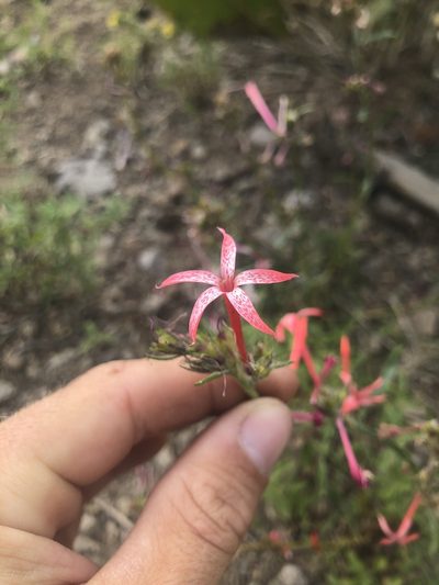 Ipomopsis tenuituba, photographed by Justin Paulin