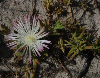 Mesembryanthemum canaliculatum, photographed by Tony Rebelo