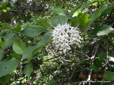 Pavetta cooperi, photographed by Peter Warren