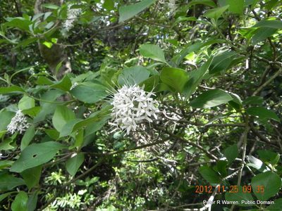 Pavetta cooperi, photographed by Peter Warren