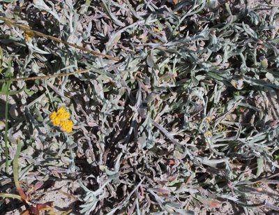 Helichrysum moeserianum, photographed by Tony Rebelo