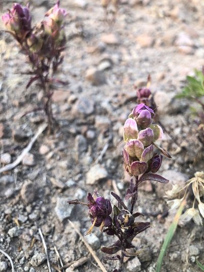 Orthocarpus cuspidatus, photographed by Justin Paulin
