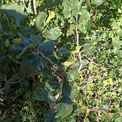 Rhamnus alpina, photographed by Eric Toro Delgado