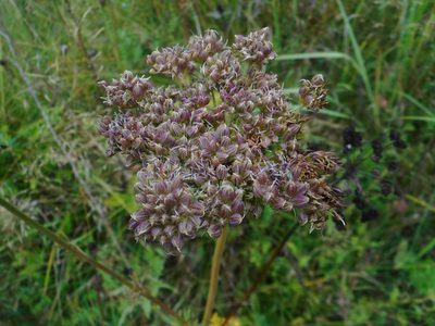 Selinum carvifolia, photographed by Eugene Popov