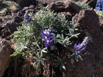 Lupinus lepidus, photographed by Justin Paulin
