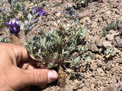 Lupinus lepidus, photographed by Justin Paulin