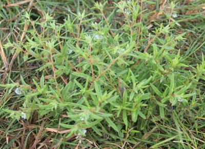 Trichodesma indicum, photographed by Haneesh K M
