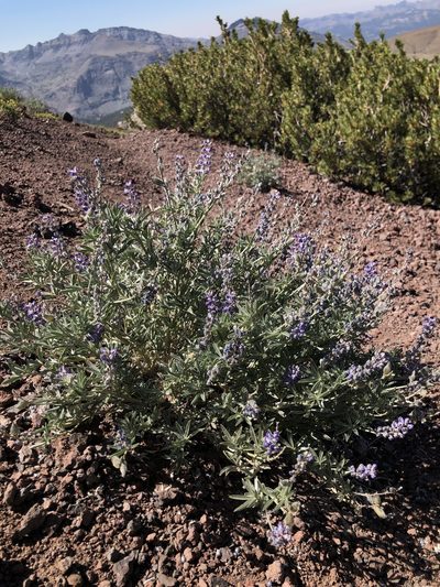 Lupinus meionanthus, photographed by Justin Paulin