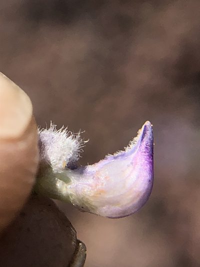 Lupinus meionanthus, photographed by Justin Paulin