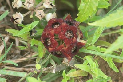 Boucerosia crenulata, photographed by Haneesh K M