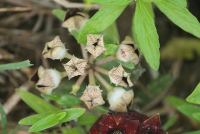Boucerosia crenulata, photographed by Haneesh K M