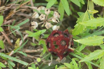 Boucerosia crenulata, photographed by Haneesh K M