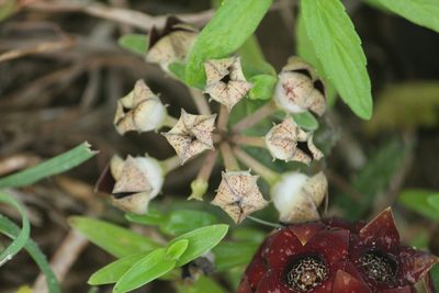Boucerosia crenulata, photographed by Haneesh K M