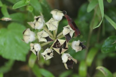 Boucerosia crenulata, photographed by Haneesh K M
