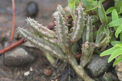 Boucerosia crenulata, photographed by Haneesh K M