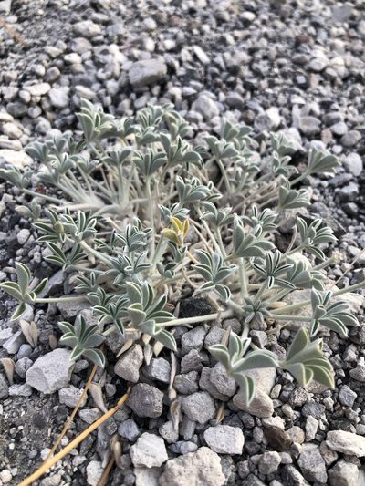 Lupinus duranii, photographed by Justin Paulin