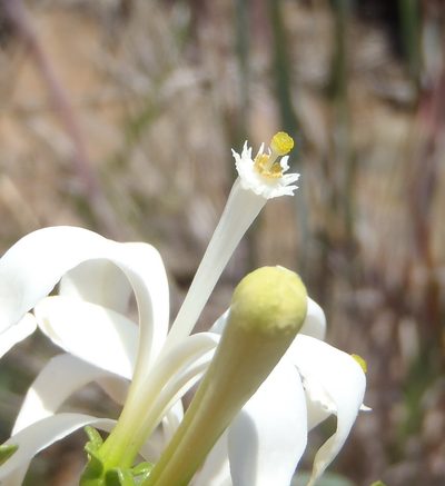 Turraea obtusifolia, photographed by Nicola van Berkel