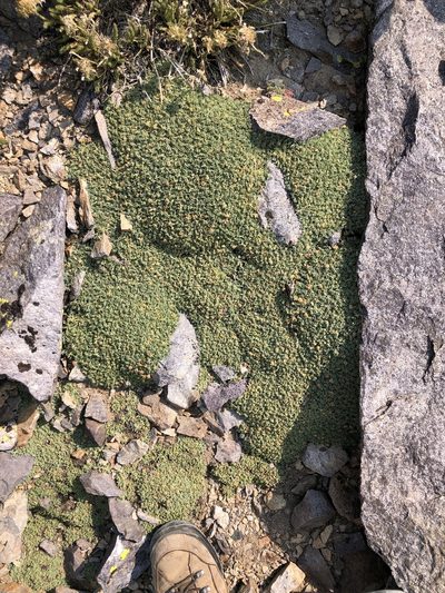 Podistera nevadensis, photographed by Justin Paulin