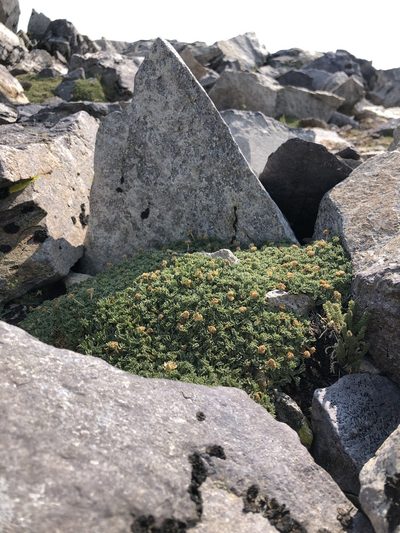 Podistera nevadensis, photographed by Justin Paulin