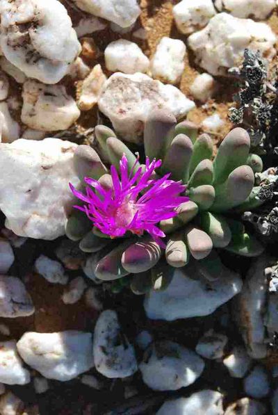 Antegibbaeum fissoides, photographed by Charles Stirton