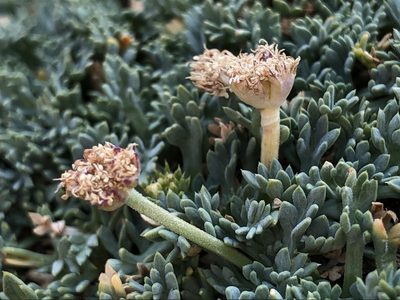 Podistera nevadensis, photographed by Justin Paulin