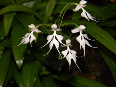 Habenaria crinifera, photographed by Ansil B.R.