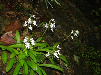 Habenaria crinifera, photographed by Ansil B.R.