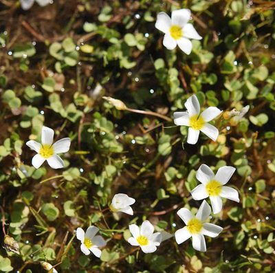 Oxalis dregei, photographed by Charles Stirton