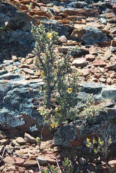 Roepera pygmaea, photographed by Charles Stirton
