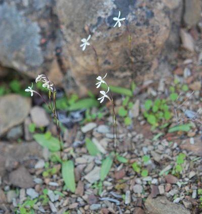 Xenoscapa fistulosa, photographed by Charles Stirton