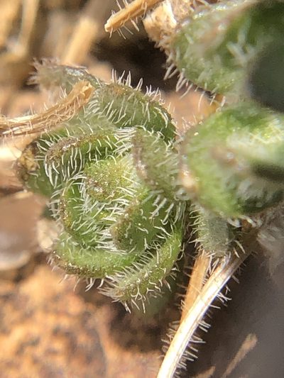 Draba lemmonii, photographed by Justin Paulin
