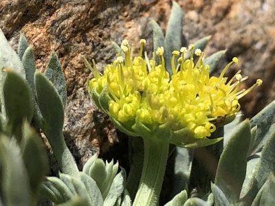 Podistera nevadensis, photographed by Justin Paulin