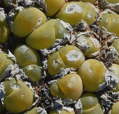 Gibbaeum nuciforme, photographed by Charles Stirton