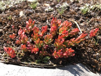 Rhodiola integrifolia, photographed by Justin Paulin
