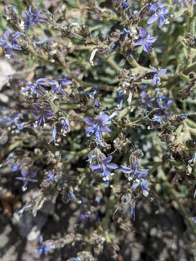 Aliciella pinnatifida, photographed by Alaina Krakowiak