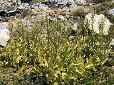 Veratrum californicum, photographed by Justin Paulin