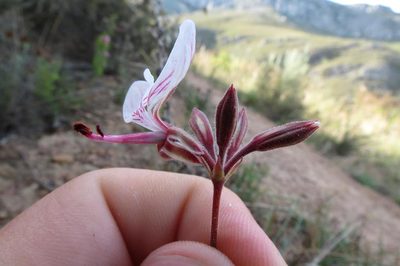 Pelargonium dipetalum, photographed by Brian du Preez
