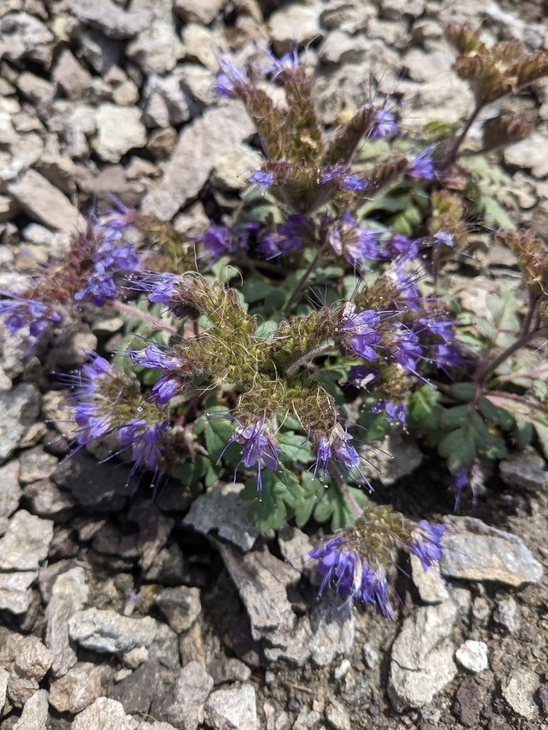 Phacelia bakeri, photographed by Alaina Krakowiak