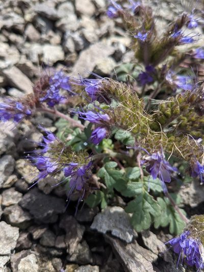 Phacelia bakeri, photographed by Alaina Krakowiak