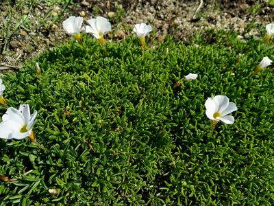 Oxalis glabra, photographed by De Waal Hugo