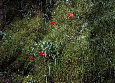 Gladiolus cardinalis, photographed by Tony Rebelo