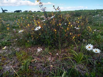 Hermannia multiflora, photographed by De Waal Hugo