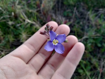Heliophila africana, photographed by De Waal Hugo