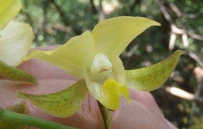 Eulophia streptopetala, photographed by Nicola van Berkel
