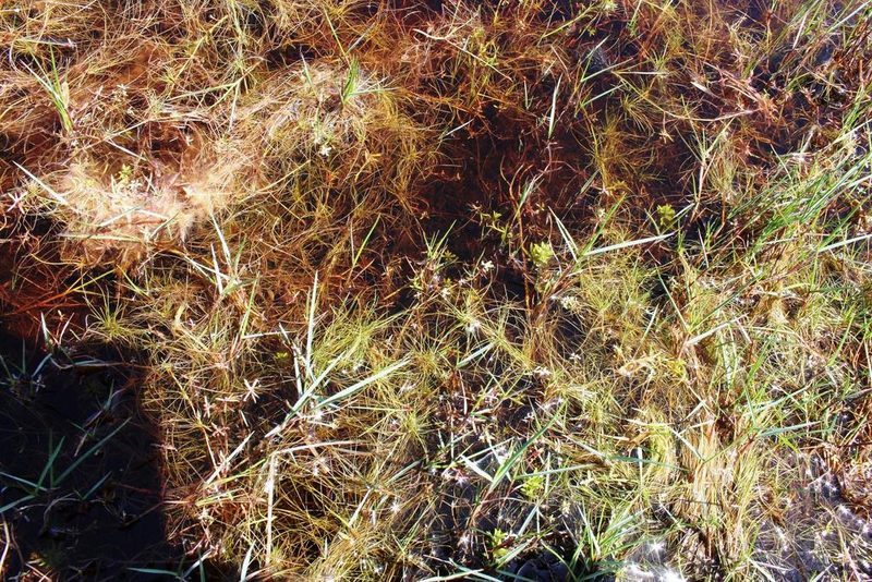 Isolepis tenuissima, photographed by Tony Rebelo