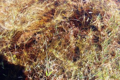 Isolepis tenuissima, photographed by Tony Rebelo