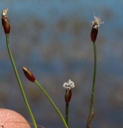 Isolepis rubicunda, photographed by Tony Rebelo