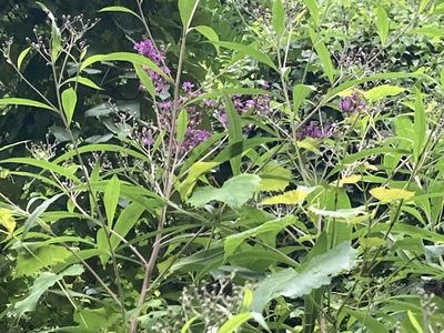 Vernonia gigantea, photographed by Heather DeGaetano