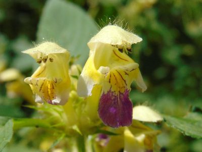 Galeopsis speciosa, photographed by viridian